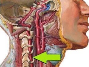 coloana vertebrală
